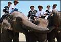 Королевский кубок по слоновьему поло в Таиланде